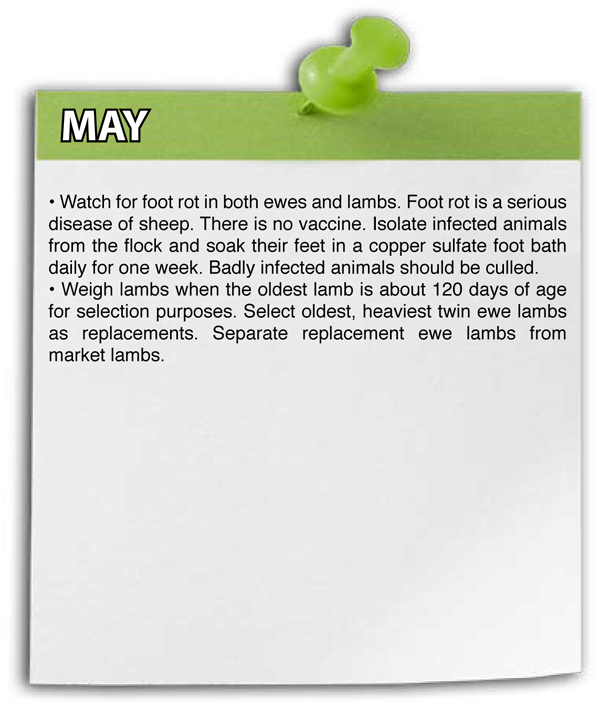 May Shepherd Schedule